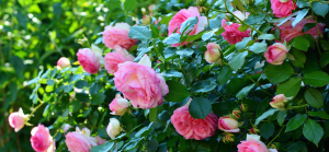 Affordable Landscaping Ideas in Raleigh, NC