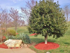 5 Landscaping Ideas For Around Trees