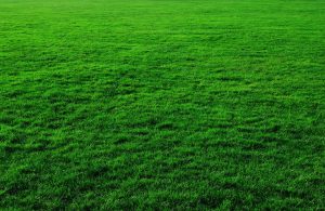 How to Prepare Your Lawn for Winter