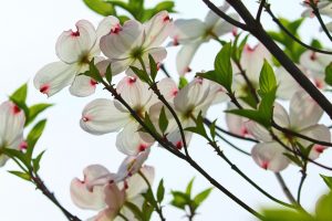 Types of Plants to Consider for Your North Carolina Landscape