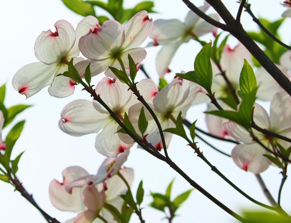 Top 4 Best North Carolina Native Plants for Landscaping