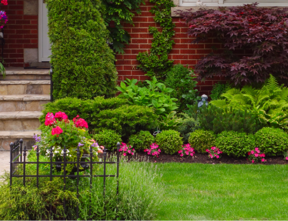 LowMaintenance Plants North Carolina l JT's Landscaping