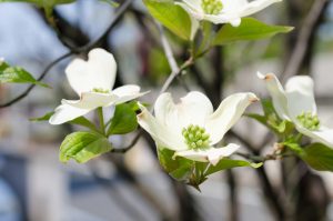 Best Plants to Plant During the Fall in Raleigh