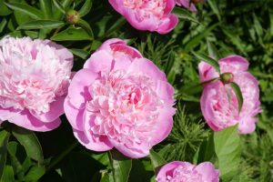 What Flowers Should be Blooming in May in North Carolina?