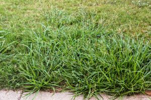 What is Crabgrass and Why Is It Bad for Your Lawn?