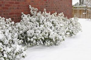 5 Best Evergreen Plants and Flowers for Year-Round Enjoyment