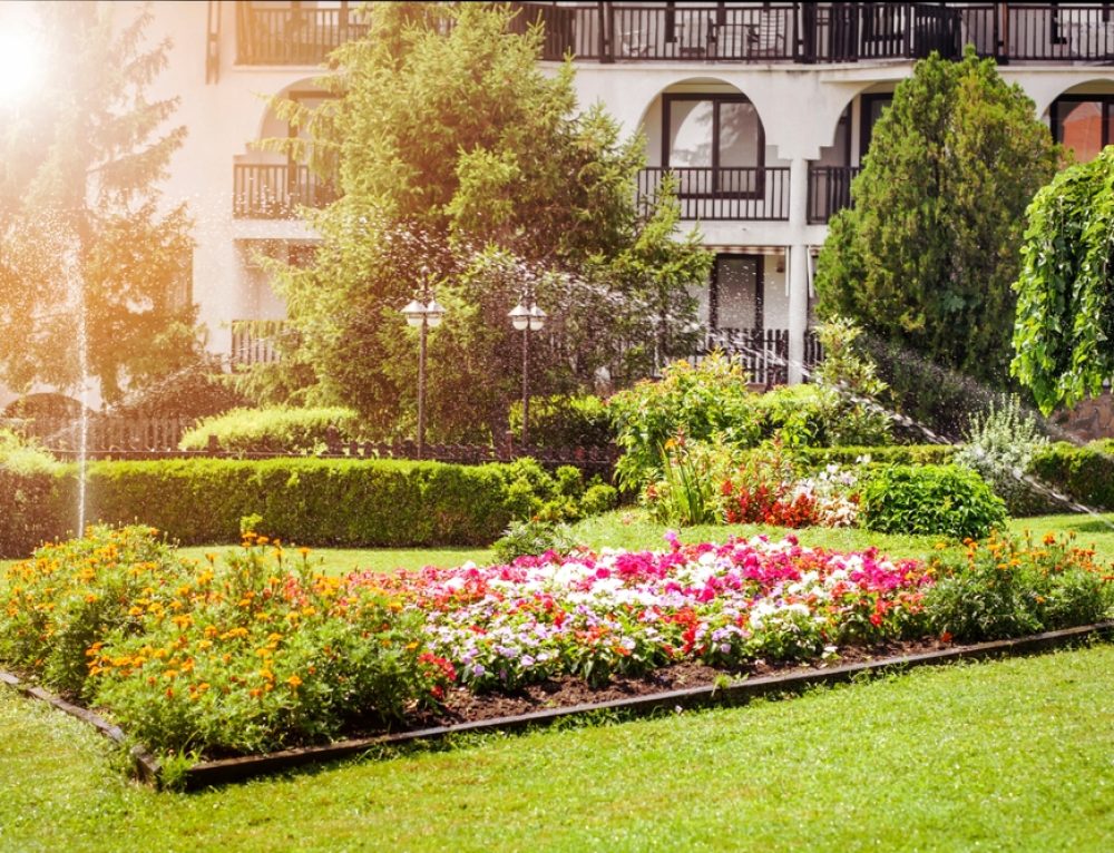 Top 4 Best North Carolina Native Plants for Landscaping